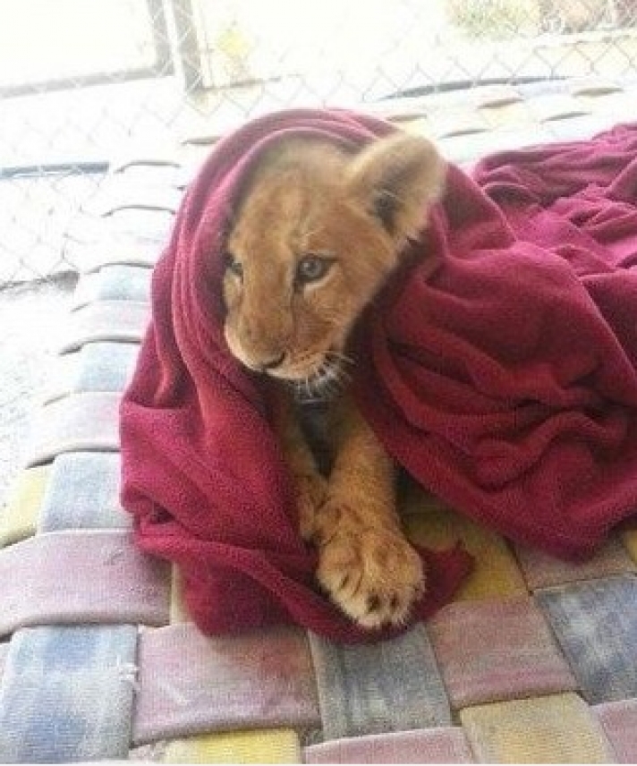 Λιοντάρι δεν μπορεί να κοιμηθεί χωρίς κουβέρτα!