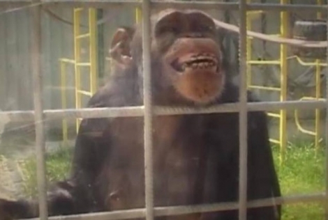 Ζηλιάρης χιμπατζής επιτέθηκε σε υπάλληλο ζωολογικού κήπου που φλέρταρε με την Ιουλιέτα του
