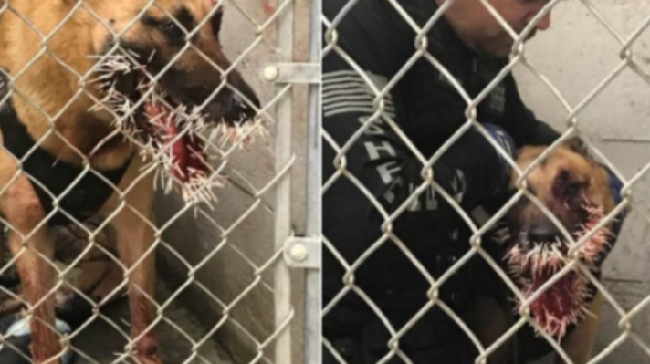 Αστυνομικός σκύλος έπεσε πάνω σε σκαντζόχοιρο κατά τη διάρκεια καταδίωξης και το μετάνιωσε πικρά (pics)