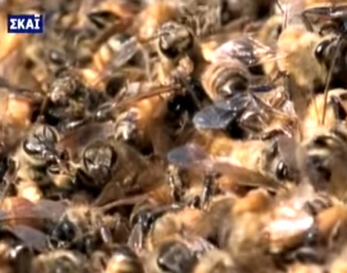 ΕΚΠΛΗΚΤΙΚΟ - Οι σφήκες από την Κόλαση: Σοκαριστικό βίντεο από την επίθεση σε μελίσσι