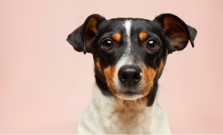 Κοροναιός: Σκύλος θετικός σε τεστ για τον ιό - Είναι η πρώτη πιθανή μετάδοση σε κατοικίδιο