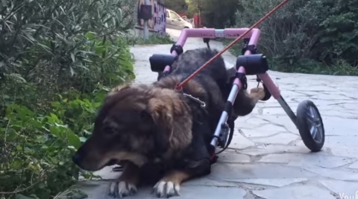 Γκρέτα: Η ανάπηρη σκυλίτσα των Εξαρχείων