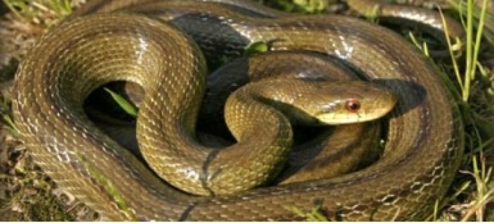 ΠΡΟΣΟΧΗ - Αυτά είναι τα δηλητηριώδη φίδια της χώρας μας – Τι πρέπει να κάνουμε αν μας δαγκώσουν!