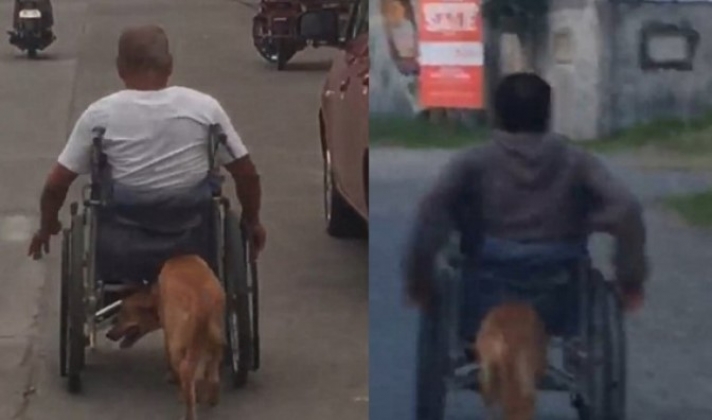 Πιστός σκύλος βοηθάει το αφεντικό του που είναι καθηλωμένο σε αναπηρικό αμαξίδιο (pics &amp; vid)