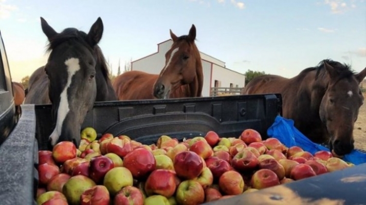 3 Άλογα Βλέπουν τυχαία έναν Φορτηγό Γεμάτο Μήλα. Μόλις δείτε ΤΙ κάνει το Μεσαίο, θα Μείνετε άφωνοι!