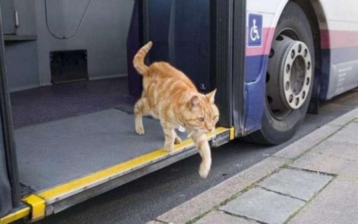 Βίντεο: Γάτος παίρνει κάθε μέρα το λεωφορείο!