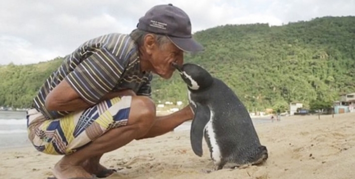 Αυτός ο πιγκουίνος κολυμπά 8.000 χιλιόμετρα κάθε χρόνο για να δει τον άνδρα που του έσωσε τη ζωή