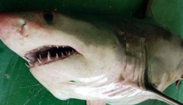 Λευκός καρχαρίας στο Αιγαίο - Πιάστηκε στα δίχτυα ψαράδων