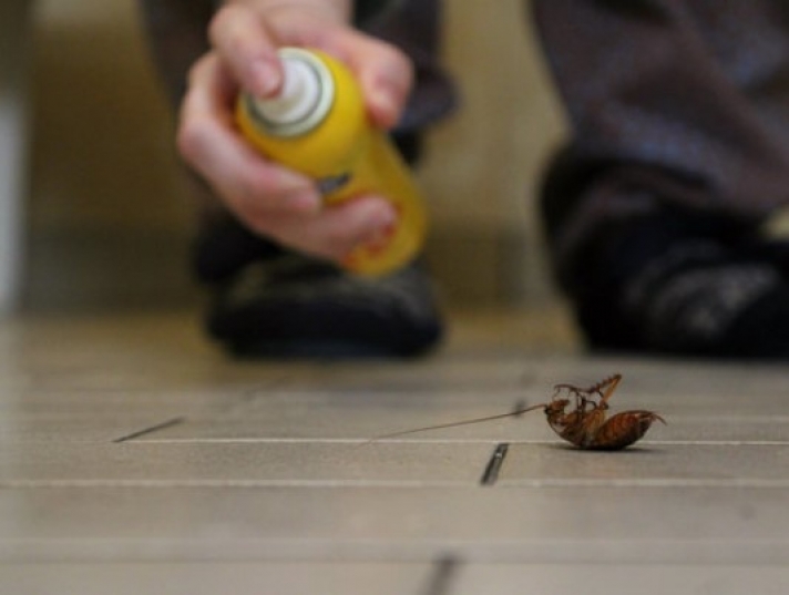 Να γιατί οι κατσαρίδες λατρεύουν να μπαίνουν στα ανθρώπινα αυτιά