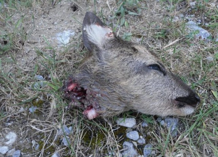 Ασυνείδητοι κυνηγοί σκοτώνουν τα λίγα ζαρκάδια που έχουν απομείνει στη χώρα μας