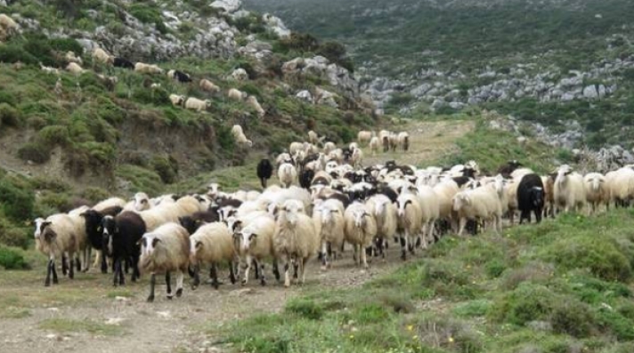 Έρχεται έκτακτη στήριξη σε κτηνοτρόφους των νησιών που επιβαρύνονται από το προσφυγικό