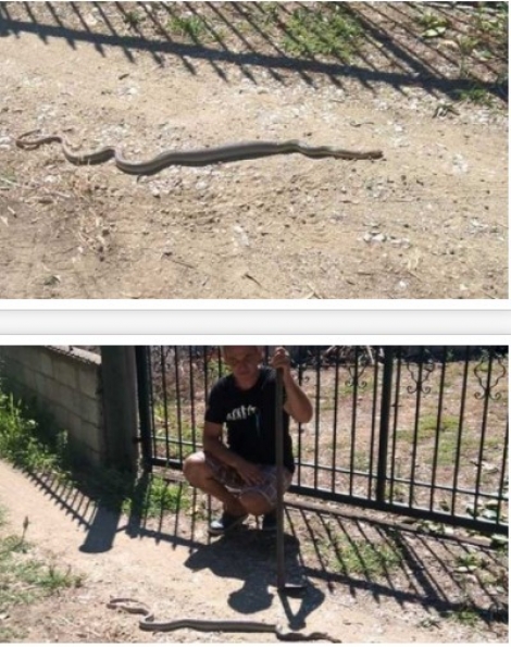 Βρήκαν φίδι δύο μέτρων στην αυλή τους