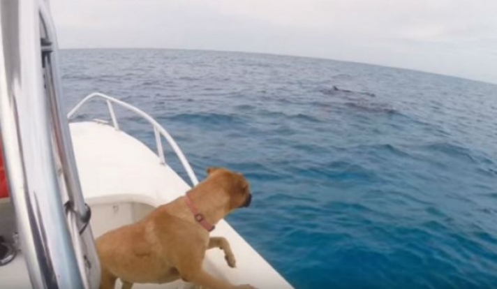 H συγκινητική αντίδραση ενός σκύλου που βλέπει για πρώτη φορά από κοντά δελφίνια!