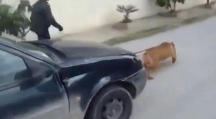 Όταν ένα πανίσχυρο pitbull τραβάει ένα ολόκληρο αυτοκίνητο με το σώμα του! (video)