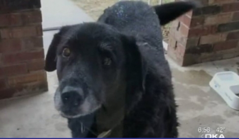 Σκύλος που είχε χαθεί επέστρεψε στην οικογένειά του 10 χρόνια μετά! (pics &amp; vid)