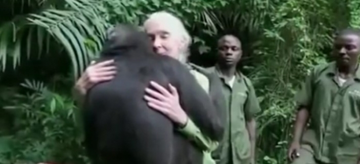 Απελευθερώνουν έναν χιμπατζή στη ζούγκλα. Αυτό που έκανε πριν φύγει θα σας συγκινήσει (video)