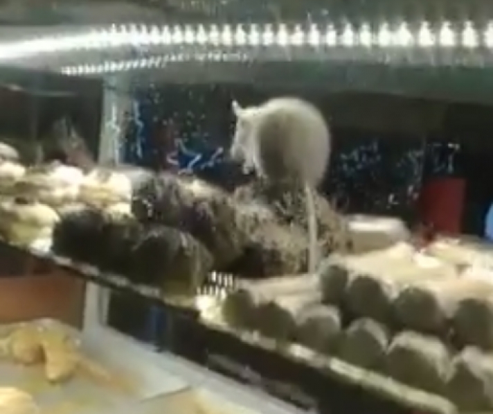 Γλυκά του Ποντικιού σοκ  (Βίντεο)