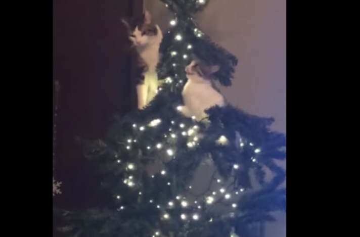 Ξεκαρδιστικό βίντεο: Γάτες «τσακώνονται» πάνω σε χριστουγεννιάτικο δέντρο και το γκρεμίζουν!
