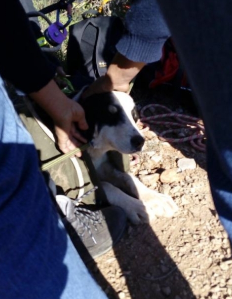 Δελφοί: Έσωσαν σκύλο που είχε πέσει σε πηγάδι 30 μέτρων (φωτό)