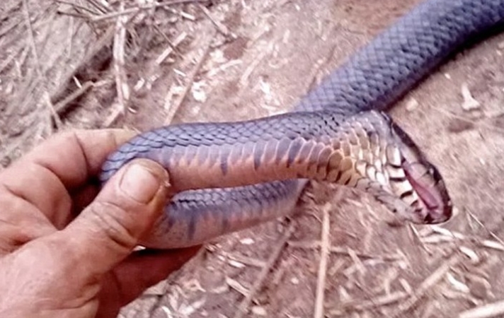 Δείτε το ΒΙΝΤΕΟ !!! Το φίδι που κάνει… τον ψόφιο κοριό