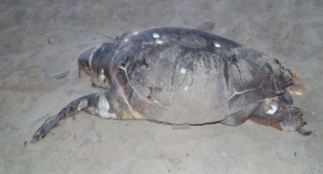 Τραυματισμένη θαλάσσια χελώνα εντοπίστηκε στο Μονολίθι