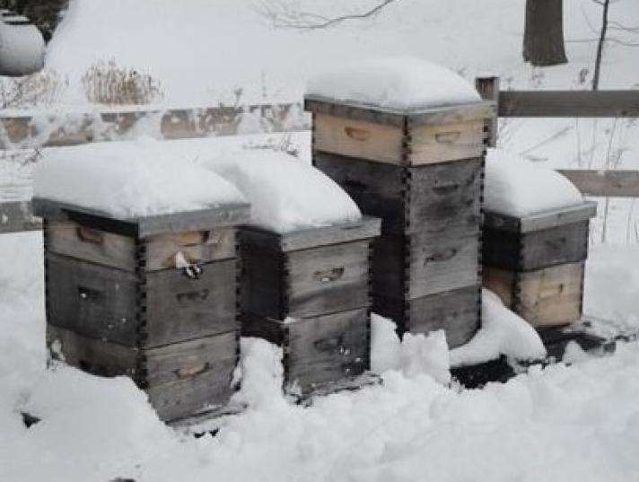 Πως επιβιώνουν οι μέλισσες το Χειμώνα;