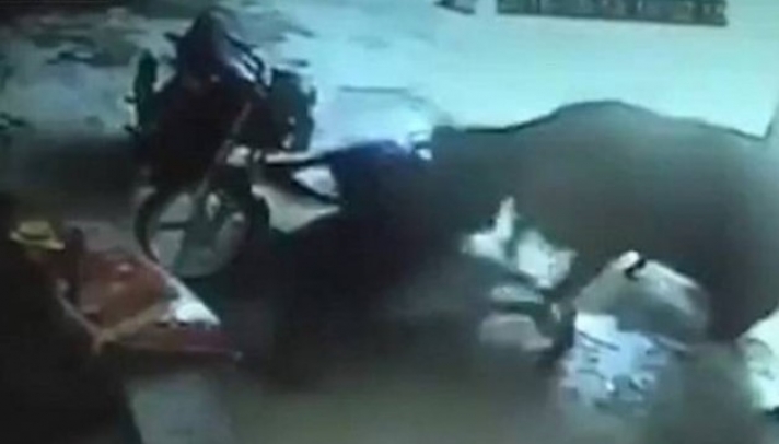 Απίστευτο και όμως αληθινό: Αγελάδα προσπαθεί να αποτρέψει τη δολοφονία κοριτσιού (video)