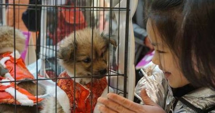 «Ημέρα υιοθεσίας» στην Κίνα: Διάσημοι καλλιτέχνες συνόδευσαν γάτες και σκύλους σε live show