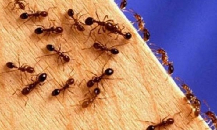 Εχετε... μυρμήγκια στο σπίτι; Με αυτό το κόλπο δεν θα σας επισκεφτούν ποτέ ξανά...