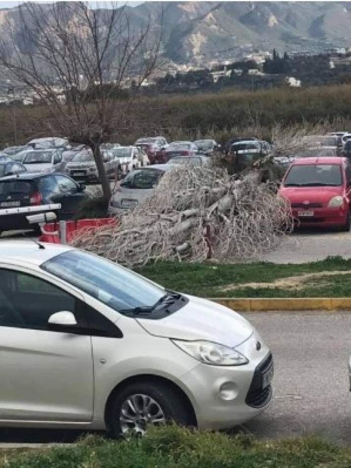Πάτρα: ΣΟΚ - Τεράστιο δέντρο έπεσε σε αυτοκίνητα στο πάρκινγκ του Πανεπιστημιακού Νοσοκομείου