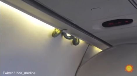 ΒΙΝΤΕΟ - Τρόμος μετά την απογείωση… Βρέθηκε φίδι μέσα στην καμπίνα αεροσκάφους!