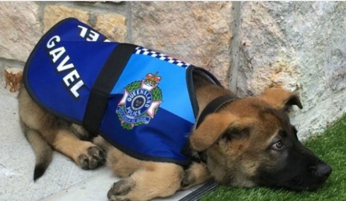 Σκύλος της αστυνομίας «έχασε» τη δουλειά του γιατί ήταν πολύ παιχνιδιάρης! (pics & vid)