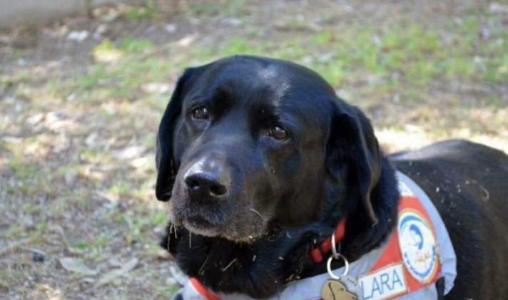 Πέθανε η Λάρα, ο πρώτος σκύλος - οδηγός τυφλών στην Ελλάδα