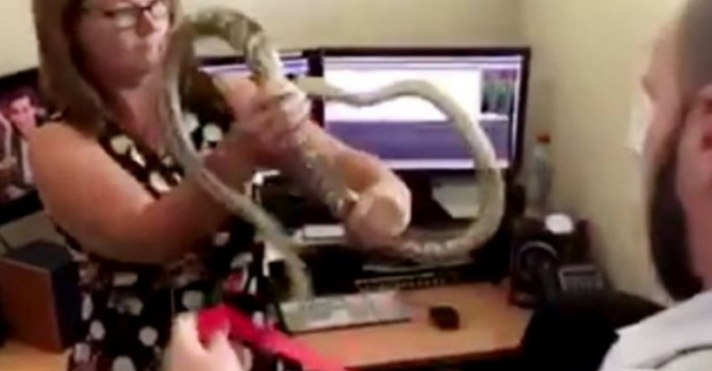 Τεράστιο φίδι έκανε «ντου» σε γραφείο κι οι υπάλληλοι... ούτε που αντέδρασαν! (vid)