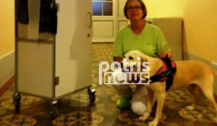Πρώην αδέσποτο στον Πύργο έγινε σκύλος θεραπείας στην Ελβετία