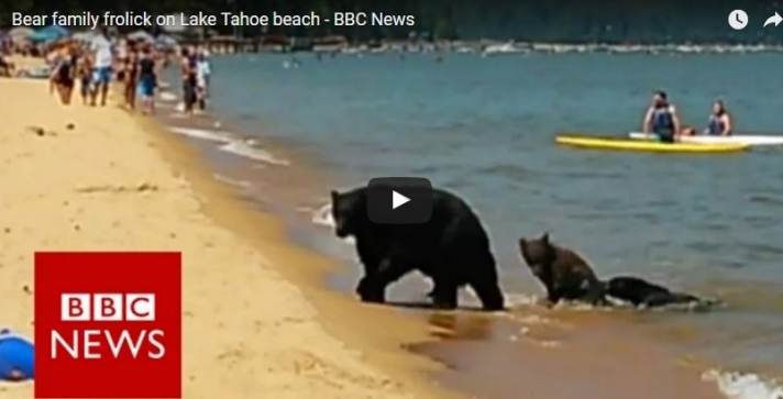 Σπάνιο θέαμα: Αρκούδα κολυμπάει με τα μικρά της