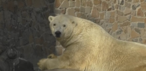 Πέθανε ο ιστορικότερος αρκούδος της Ρωσίας