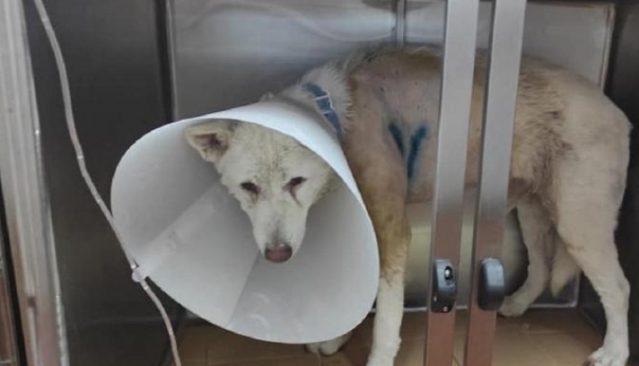 Νίκαια: Επιχείρηση «λιντσάρισμα» για τον 53χρονο που μαχαίρωσε σκύλο στη Νίκαια (Video, σκληρές εικόνες)