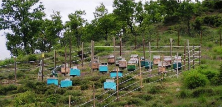 Συνελήφθη 51χρονος στο Ρέθυμνο επειδή δηλητηρίασε 40 κυψέλες μελισσών  Πηγή: Συνελήφθη 51χρονος στο Ρέθυμνο επειδή δηλητηρίασε 40 κυψέλες μελισσών | iefimerida.gr