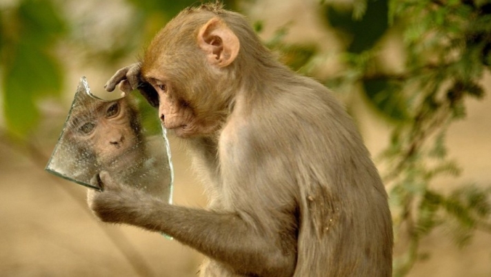 Φωτογραφίες: Μαϊμού βλέπει για πρώτη φορά τον εαυτό της στον καθρέπτη