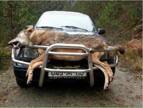 ΦΩΤΟ - Θηρεύτηκε ο μεγαλύτερος λύκος των Βαλκανίων!