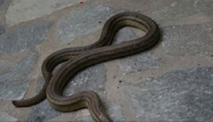 ΒΙΝΤΕΟ - ΠΡΩΤΟΦΑΝΕΣ !!! Φίδι ψήθηκε σε ρολόι της ΔΕΗ στη Ροδίτσα Λαμίας