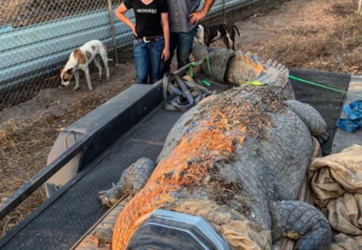 «Κροκοδειλάκιας» στην Αυστραλία έπιασε τεράστιο κροκόδειλο μήκους 5,1 μέτρων. Είχε ρημάξει τις αγελάδες της περιοχής (βίντεο)...