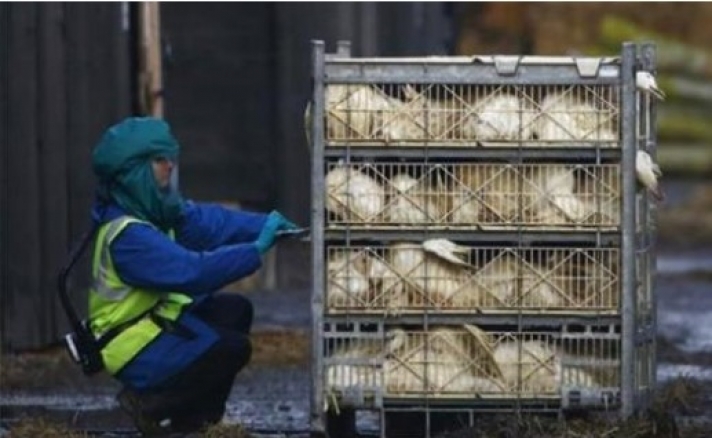 Επανήλθε δριμύτερη η γρίπη των πτηνών στη Δανία