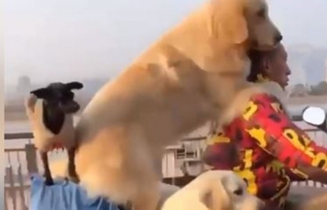 Βγάζει τα σκυλιά του βόλτα και συγκεντρώνει τα βλέμματα πάνω του (video)