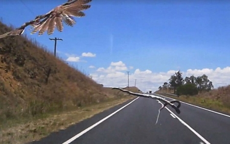 Αετός πετά φίδι πάνω σε αυτοκίνητο εν κινήσει Σοκαρισμένοι ουρλιάζουν οι επιβάτες - Δείτε βίντεο