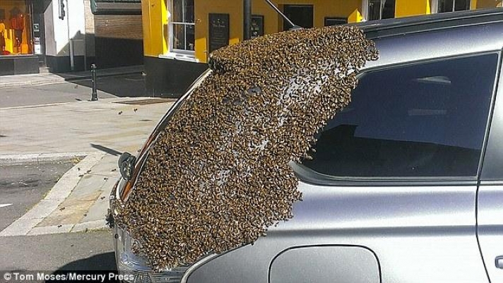 Αγριεμένο σμήνος από 20.000 μέλισσες ακολούθησε αυτοκίνητο, για να σώσει τη βασίλισσα της κυψέλης (Photos)