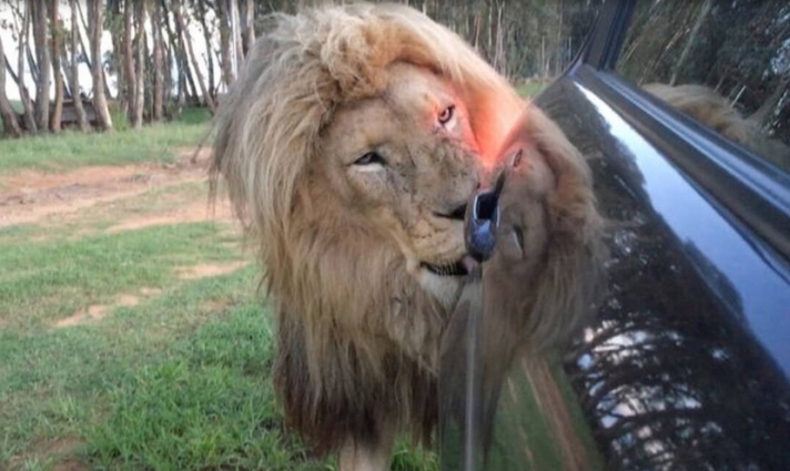 υτό το λιοντάρι τρελάθηκε και προστατεύει... αυτοκίνητα! (vid)