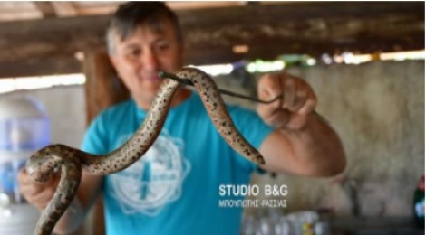 Ναύπλιο: Το φίδι που πετάχτηκε μπροστά του ήταν βόας