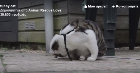 Γάτα Κολοτούμπα : Δείτε Βίντεο θα πάθετε πλάκα